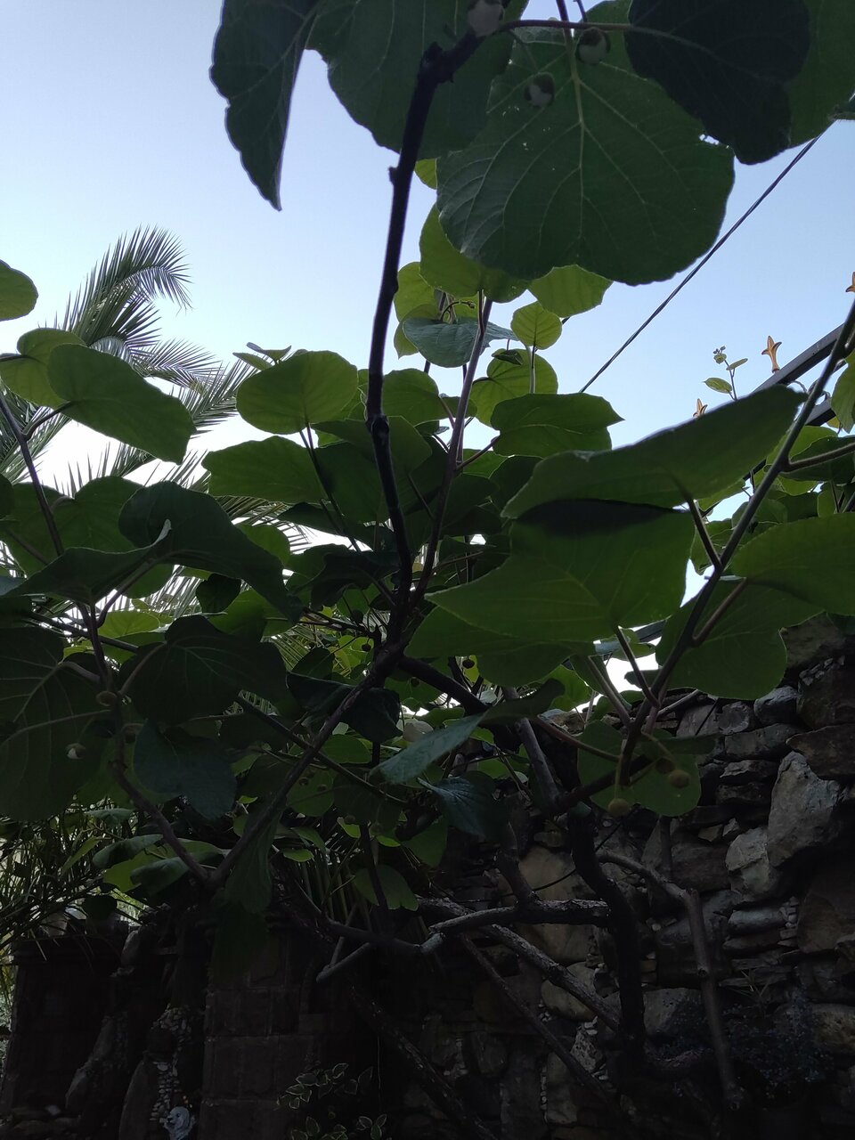 Гостиница Белый Орёл Сочи-159